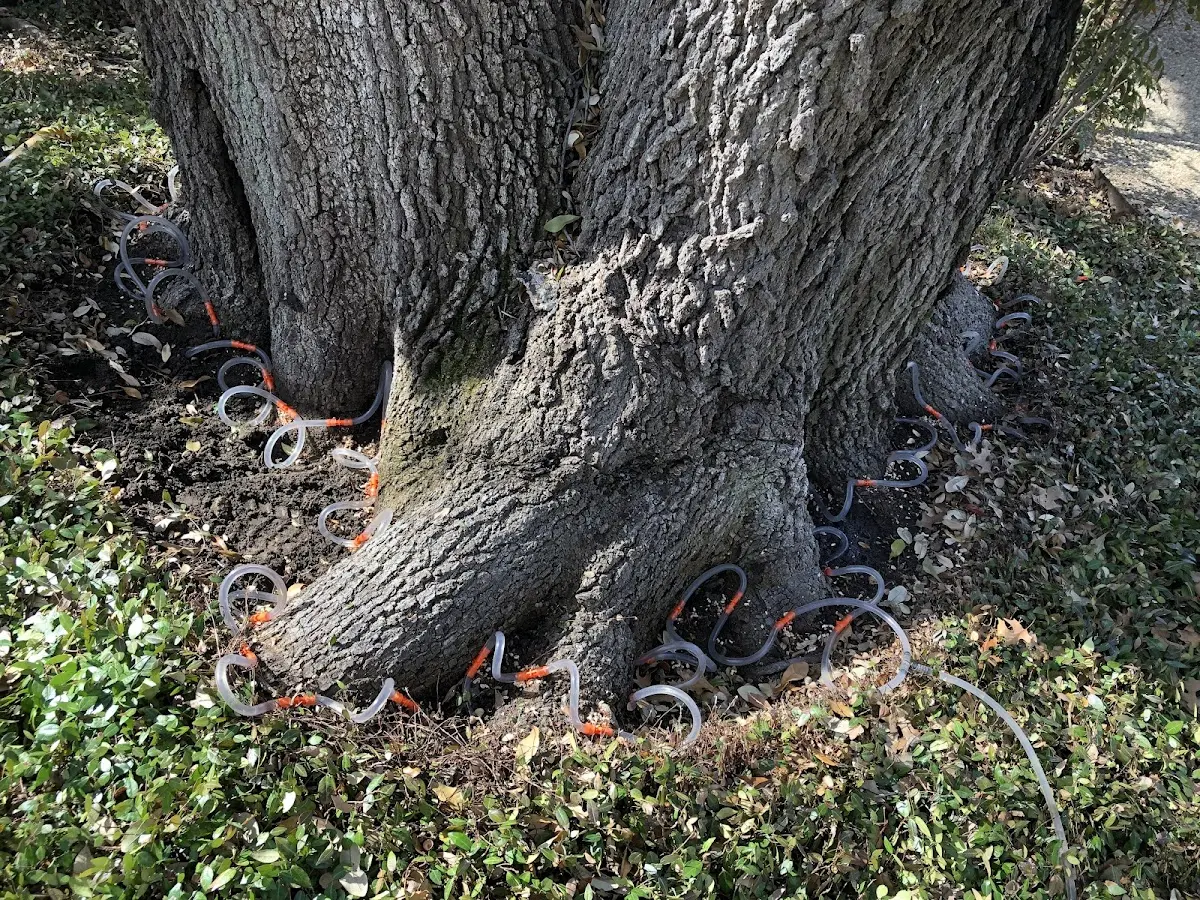 Detailed Tree Cabling and Bracing job site in Elmwood Park