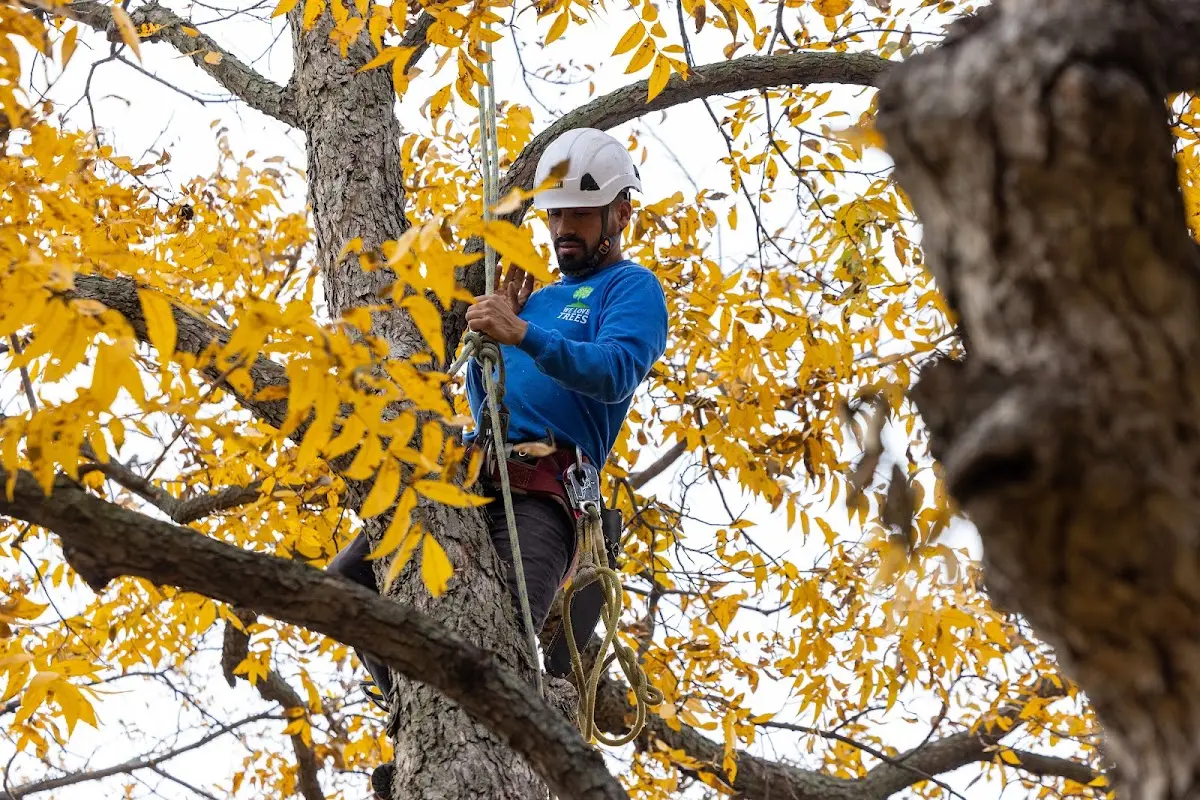 Skilled Tree Pruning crew working in Elmwood Park